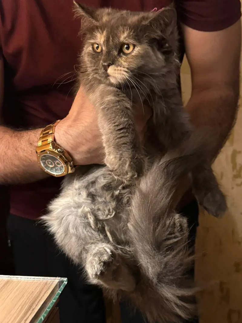 Persian crossed Siberian kittens — photo 2
