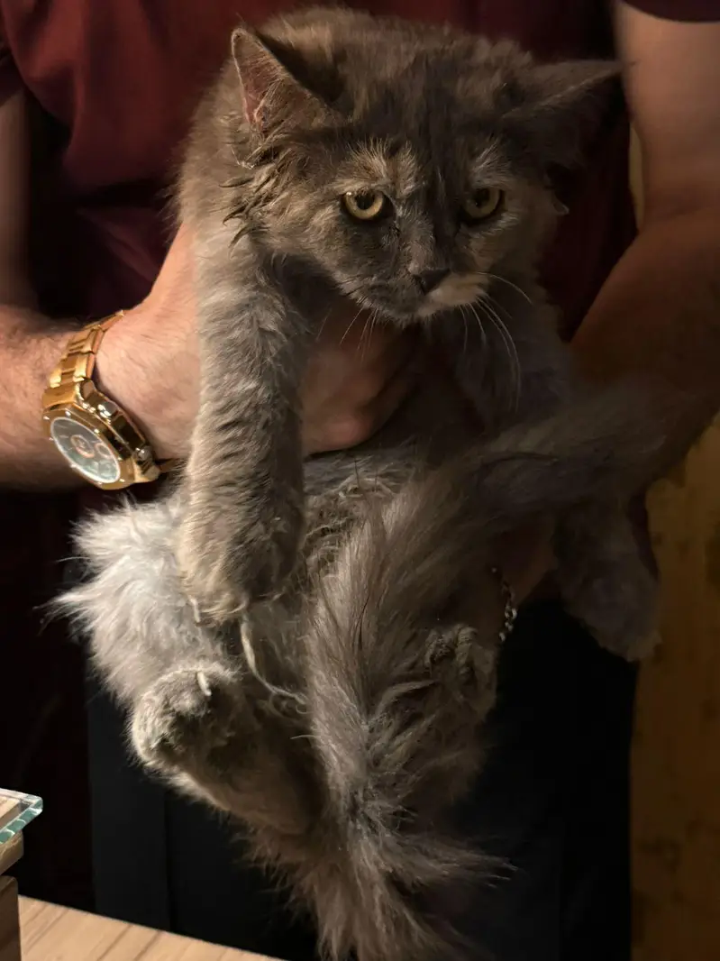Persian crossed Siberian kittens — photo 3