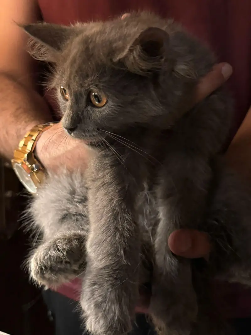 Persian crossed Siberian kittens — photo 5
