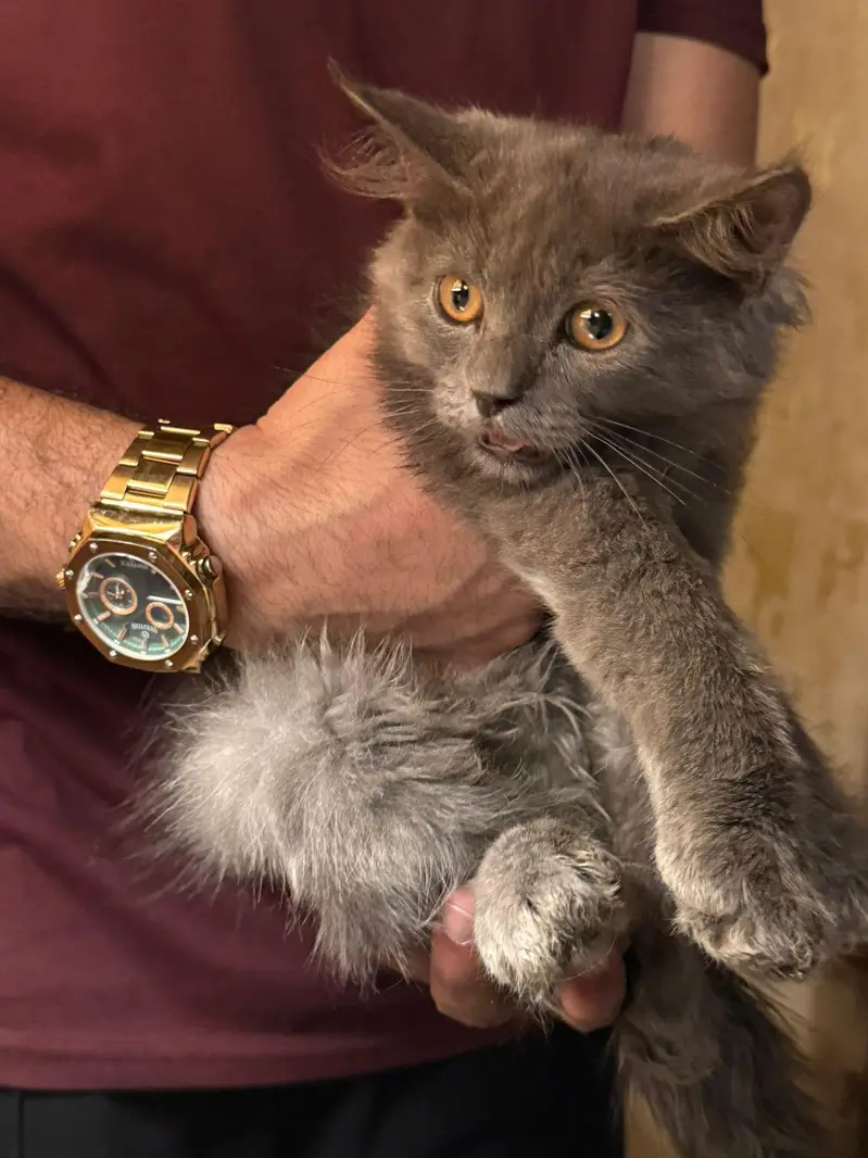 Persian crossed Siberian kittens — photo 6