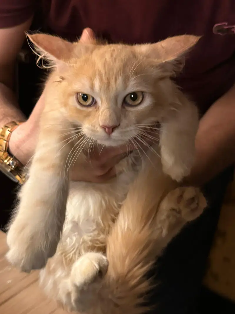 Persian crossed Siberian kittens — photo 7
