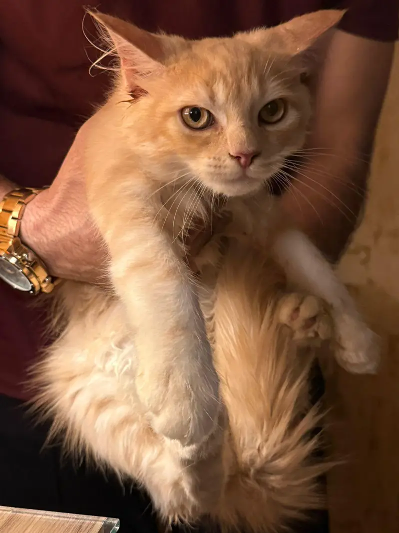 Persian crossed Siberian kittens — photo 8