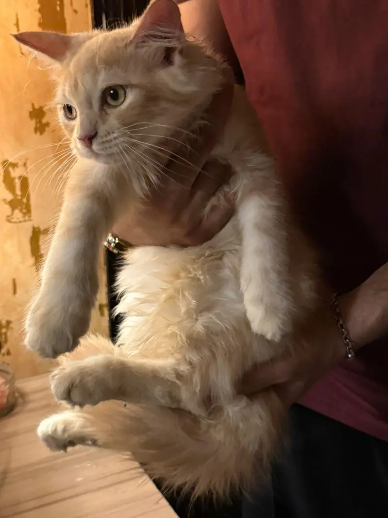 Persian crossed Siberian kittens — photo 9