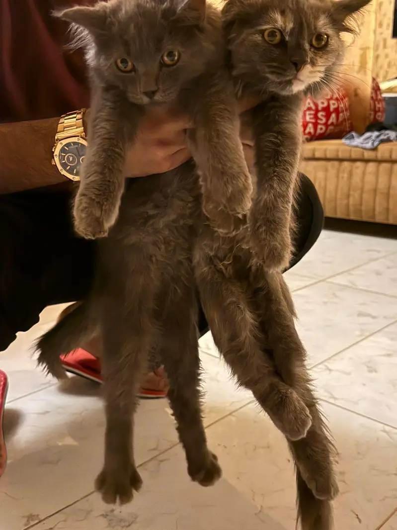 Persian crossed Siberian kittens — photo 10