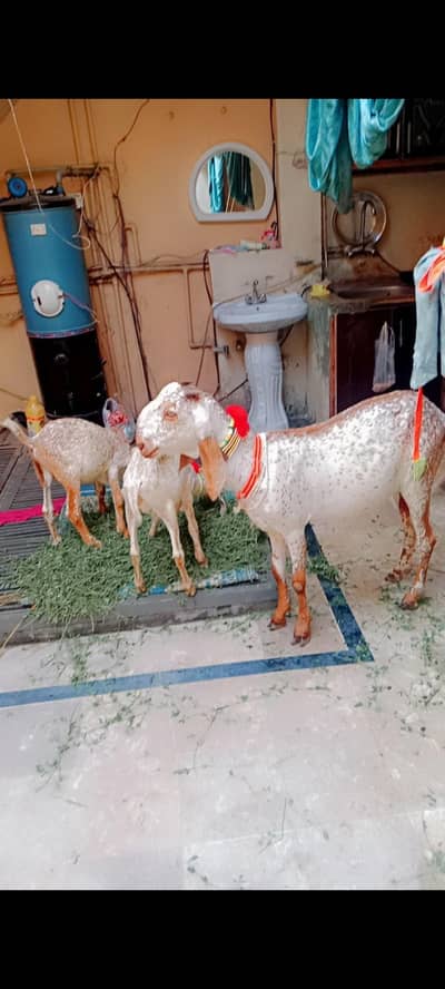 makhi cheeni bakri