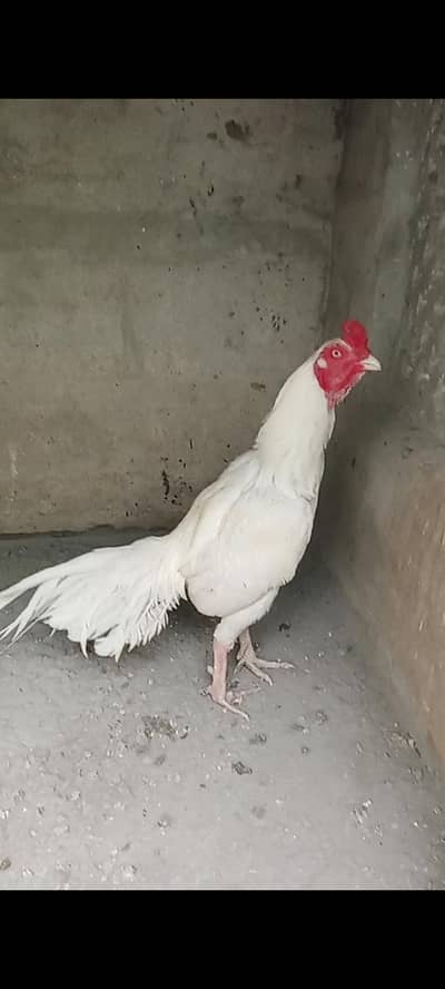 Heera paper white murga