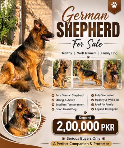 GERMAN SHEPHERD FOR SALE