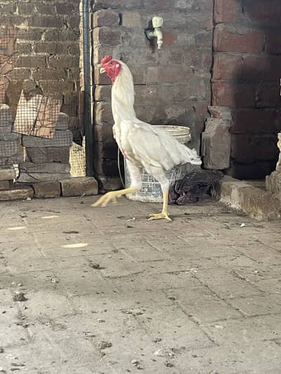 White o Shamo trio set available for sale