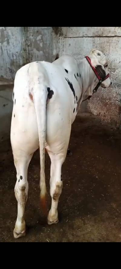 KaAla Qabra