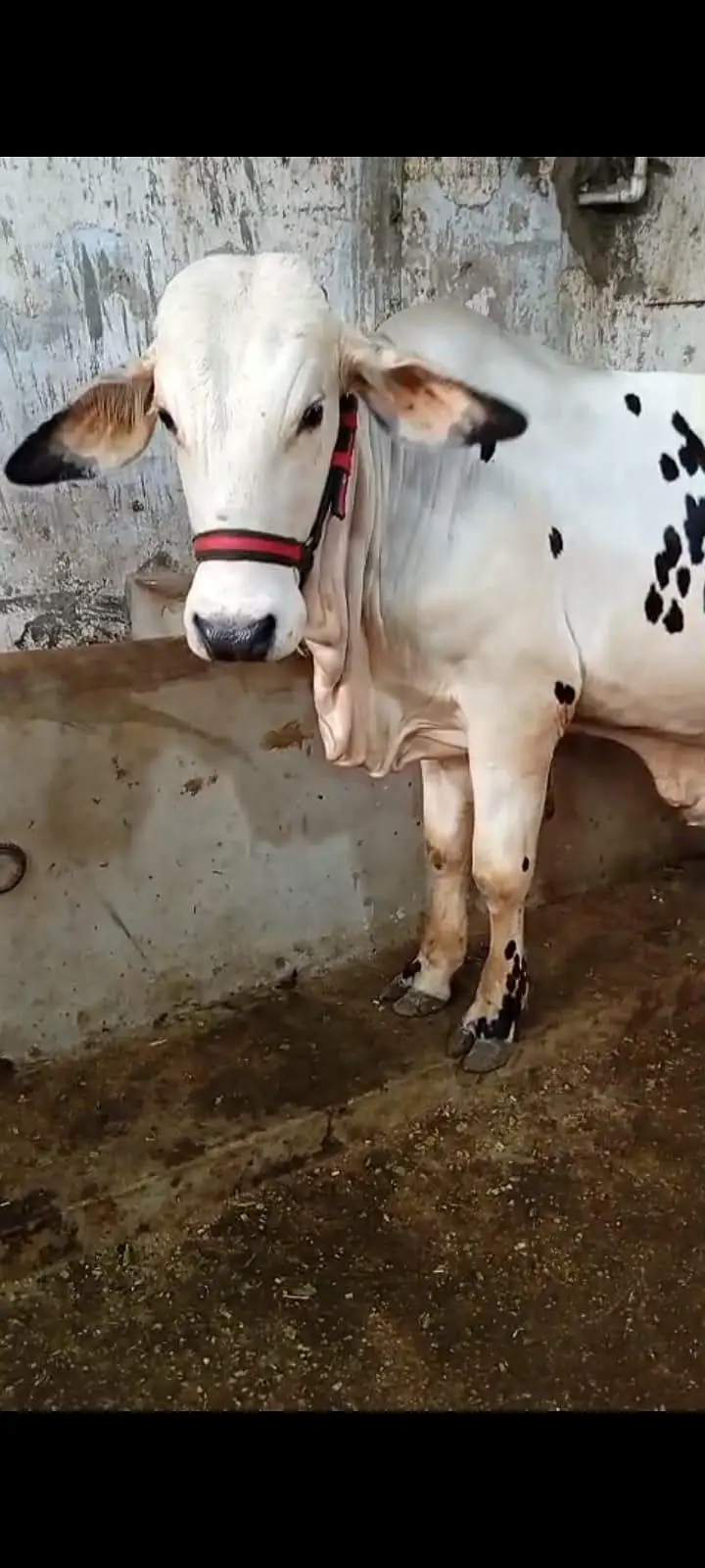KaAla Qabra — photo 2