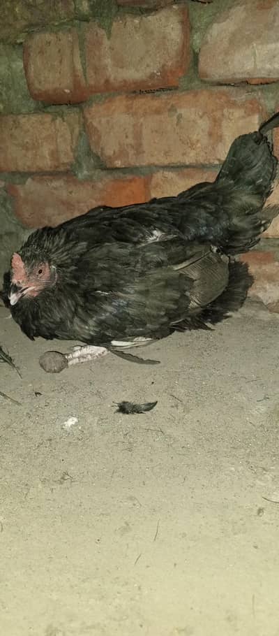 black kruk murge