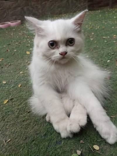 Two Persian Kittens For sale