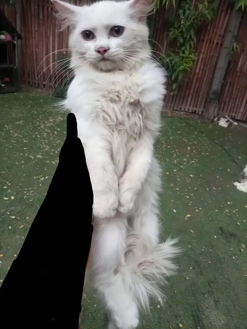 Two Persian Kittens For sale — photo 2