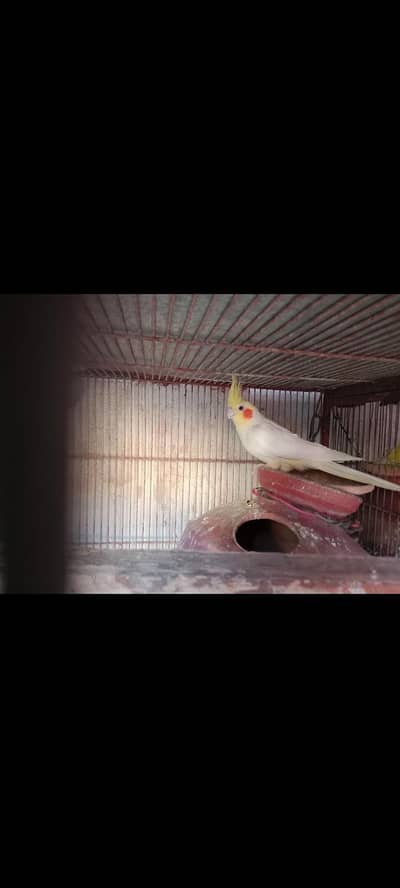 cocktail birds