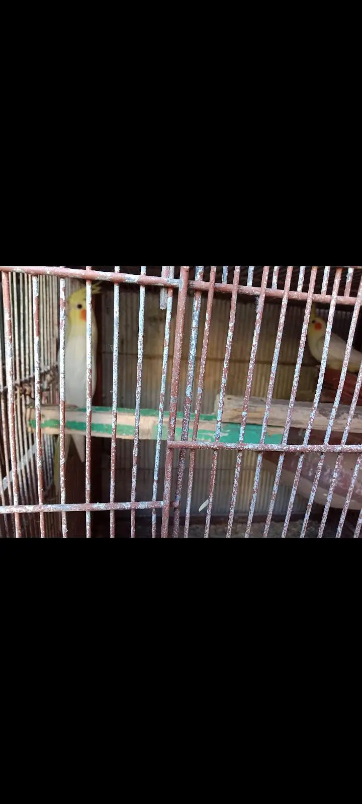 cocktail birds — photo 2