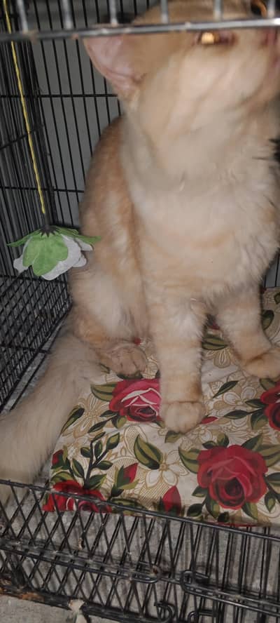 Farcy Bread male cat