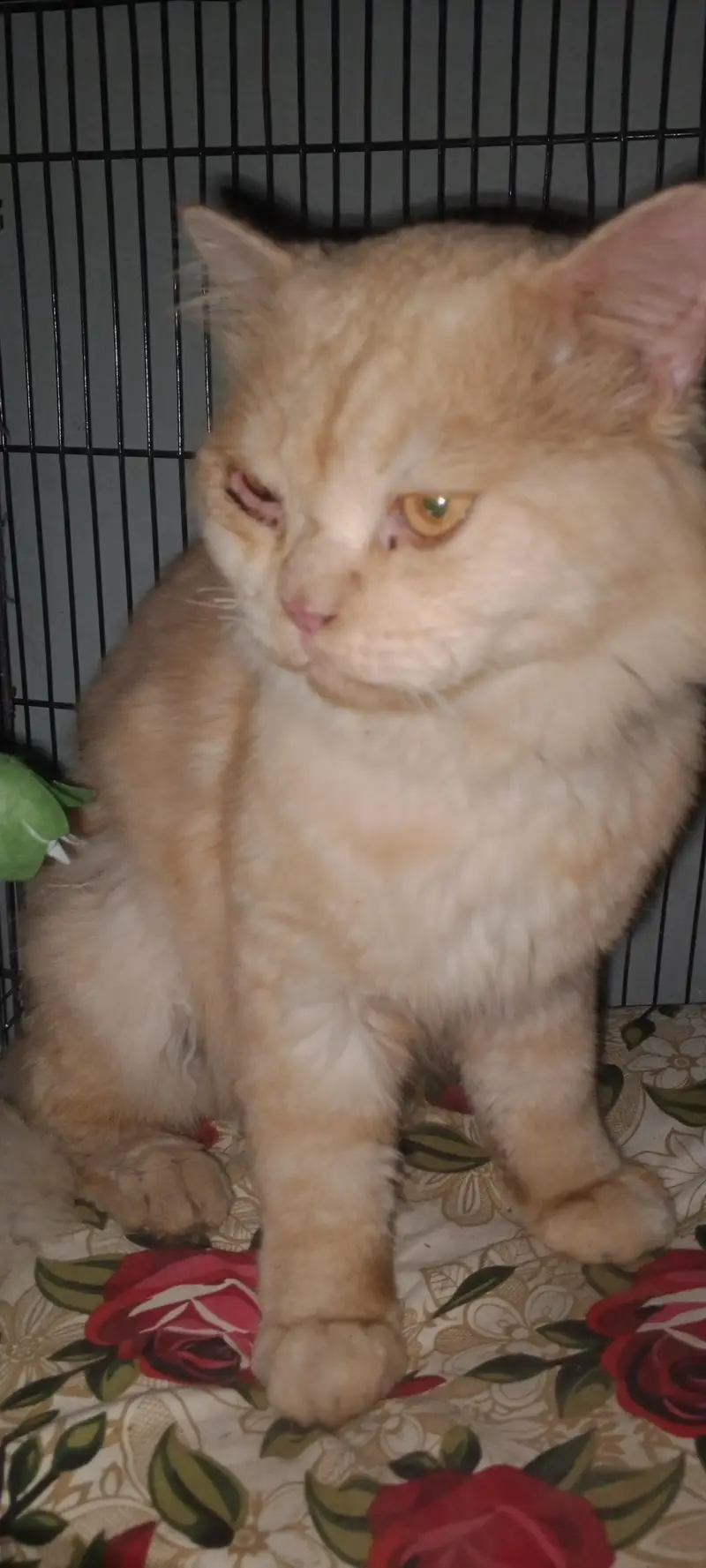 Farcy Bread male cat — photo 2