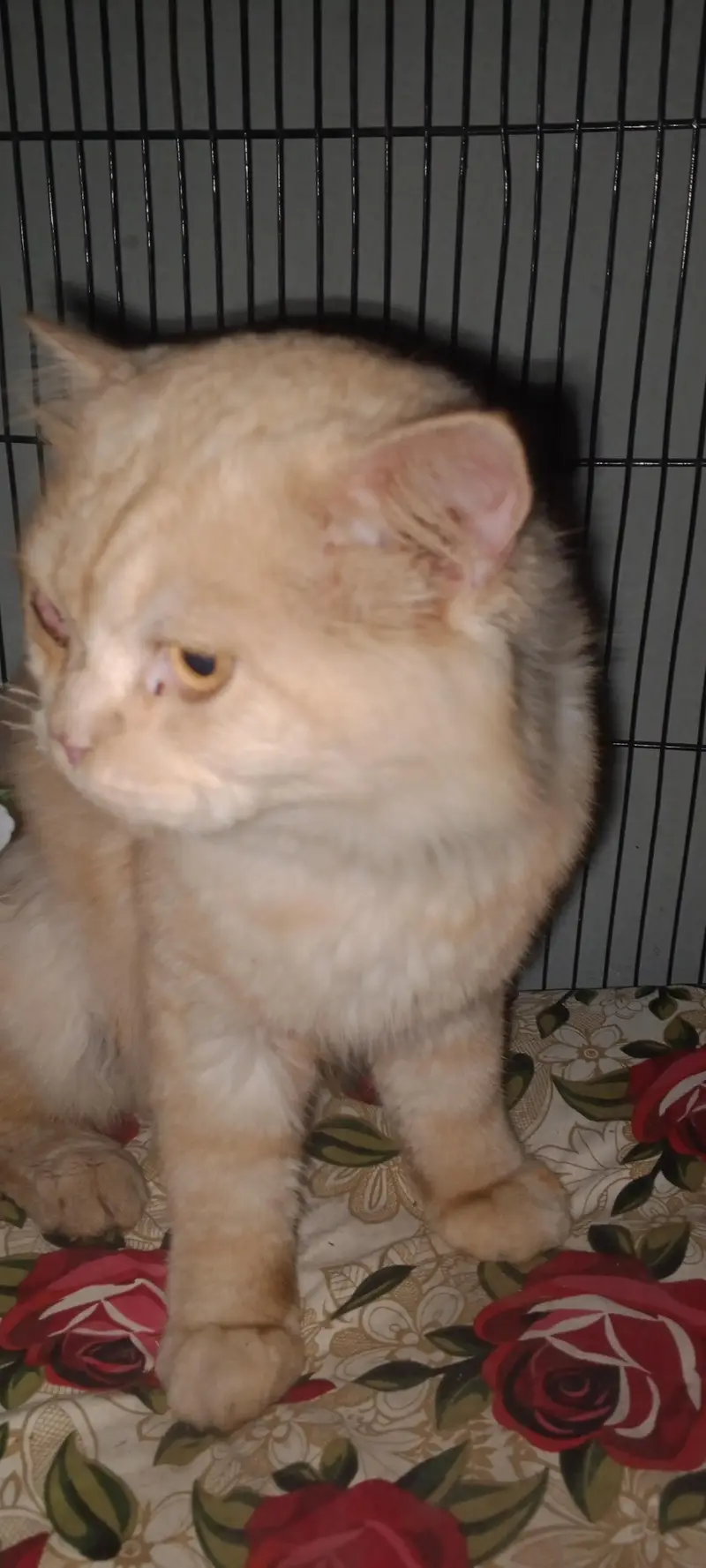 Farcy Bread male cat — photo 3