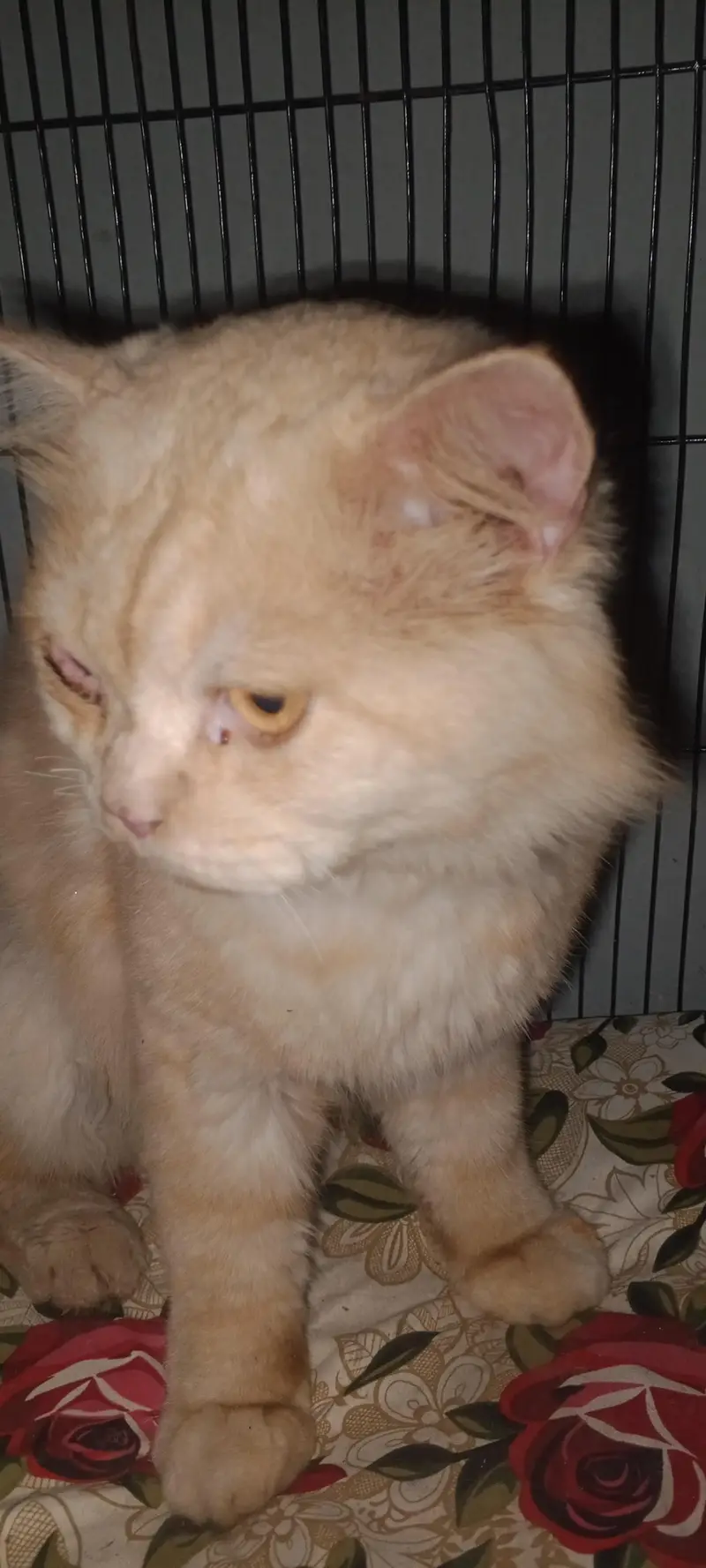 Farcy Bread male cat — photo 4