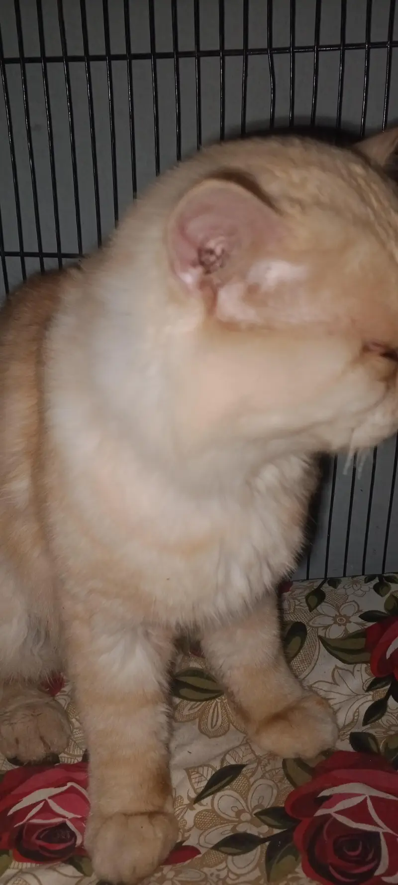 Farcy Bread male cat — photo 5