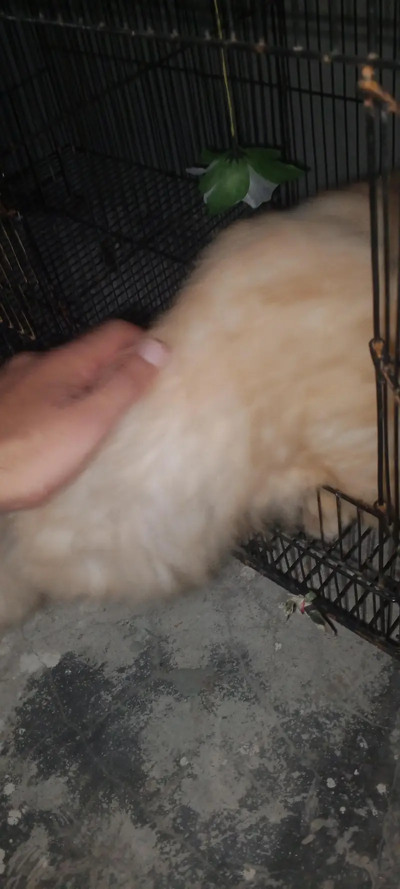 Farcy Bread male cat — photo 6