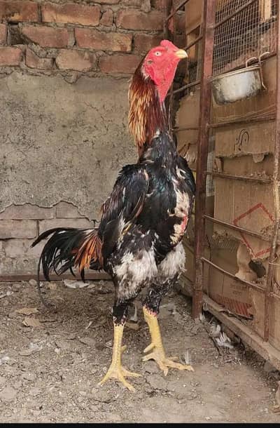 lakha shamo breeder male