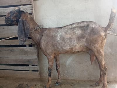 shera print path for sale fresh 8 dant 1.5 month  ghaban