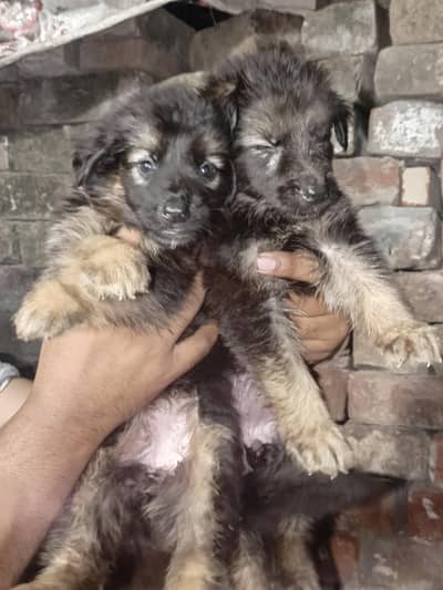 German Shepherd puppy 03211844066