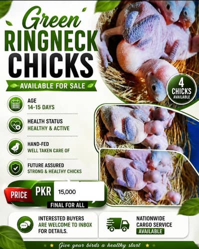 Green ringnek chiks available for sale. . . .