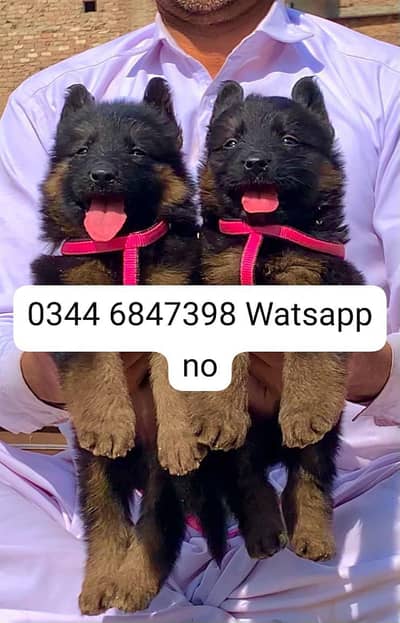 German Shepherd Puppy | Male , Female | Long Coat