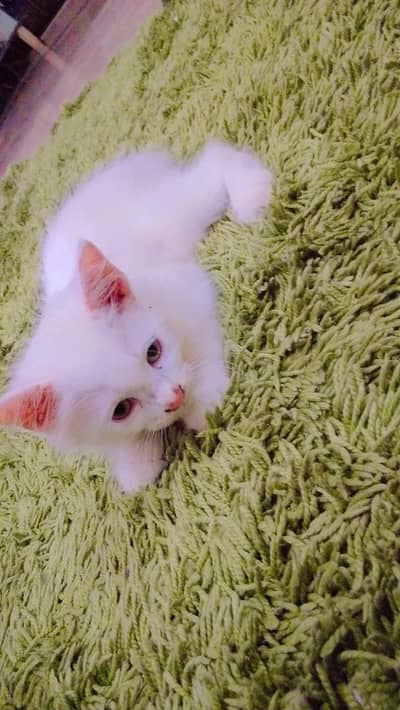 kittens