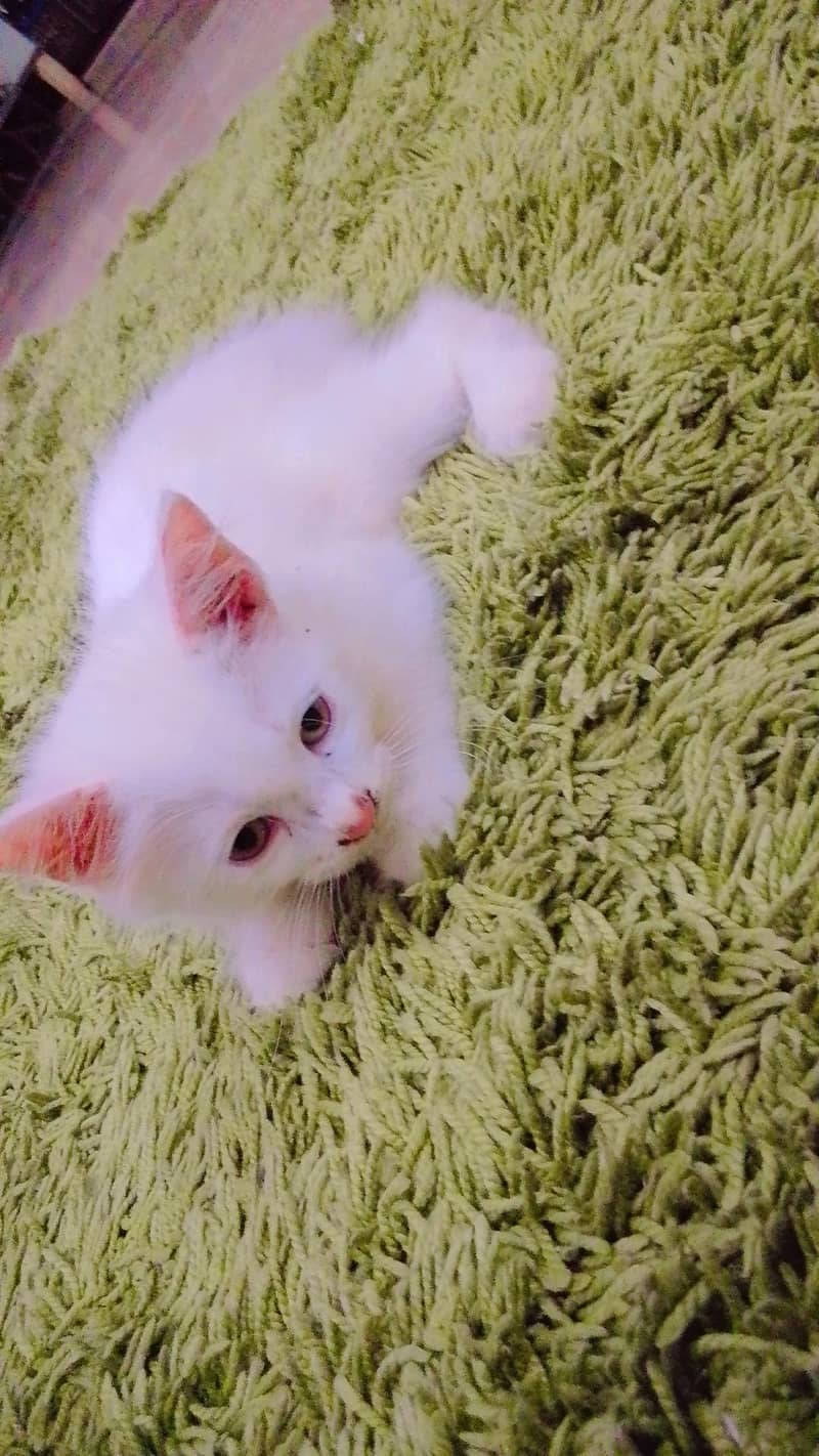 kittens 0