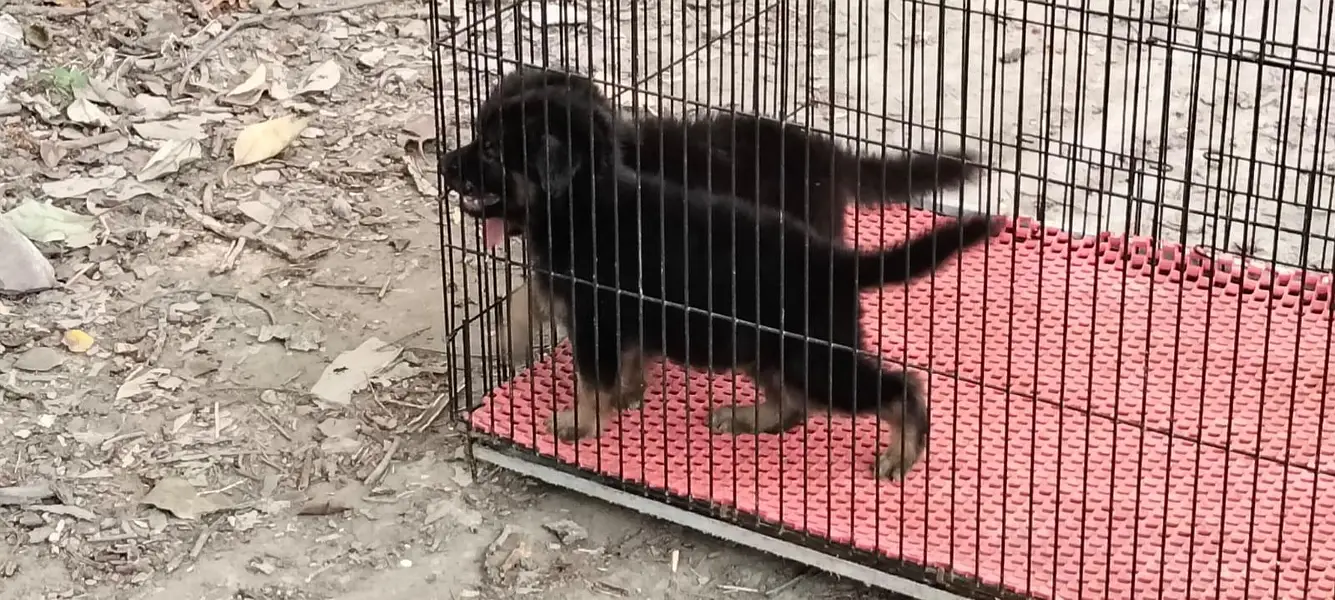 German Shepherd puppy 03211844066 — photo 4