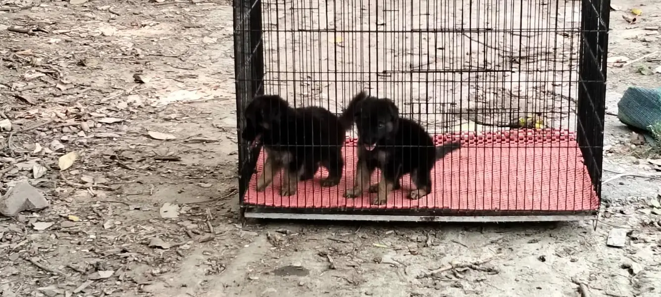 German Shepherd puppy 03211844066 — photo 6