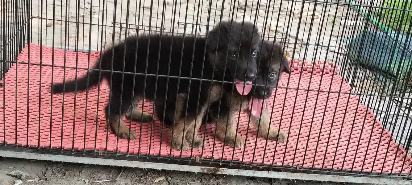 German Shepherd puppy 03211844066 — photo 7