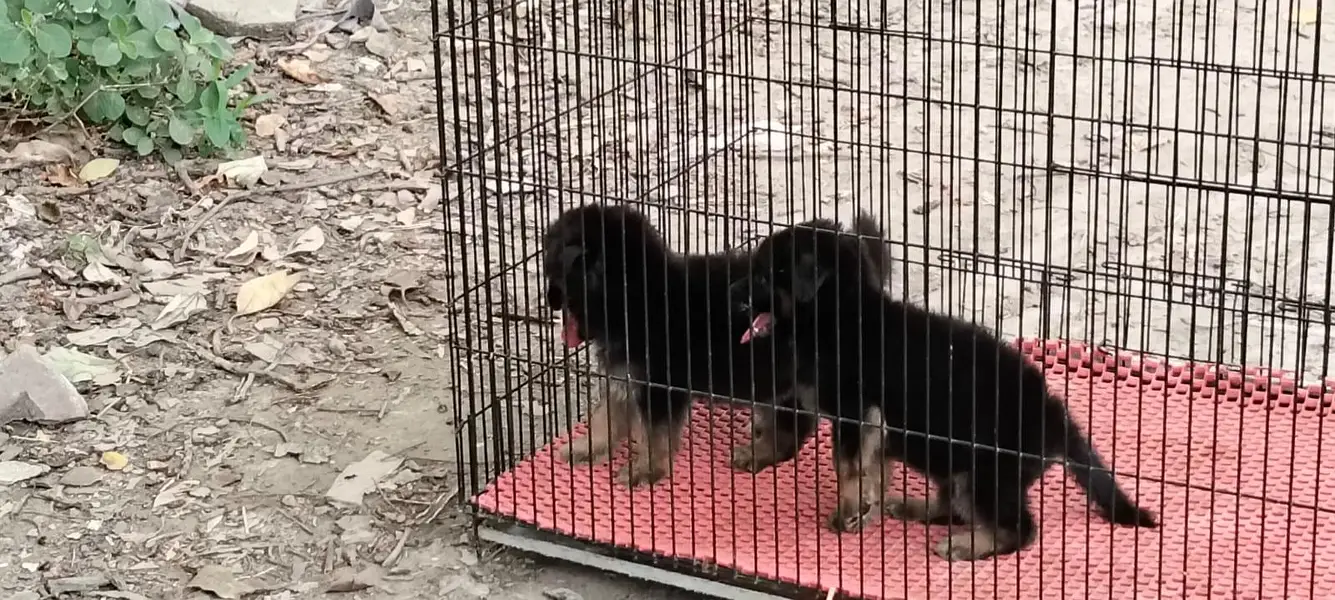 German Shepherd puppy 03211844066 — photo 8