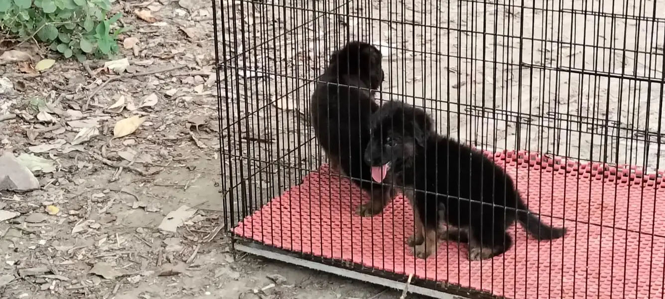 German Shepherd puppy 03211844066 — photo 9