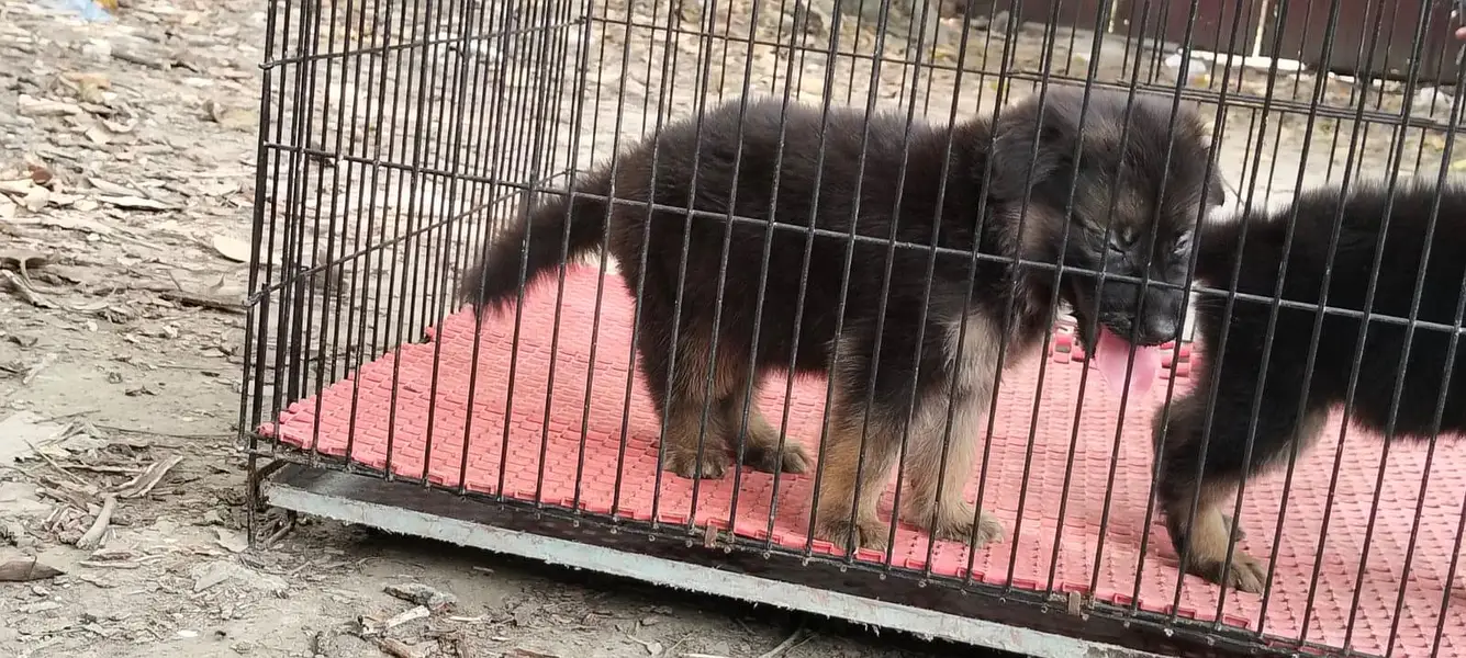 German Shepherd puppy 03211844066 — photo 12