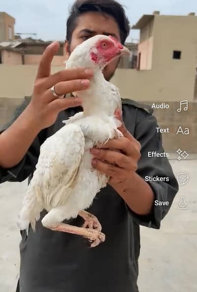Heera Available