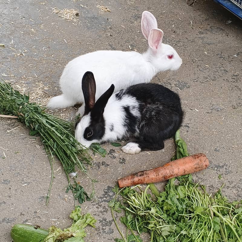 rabbit 0