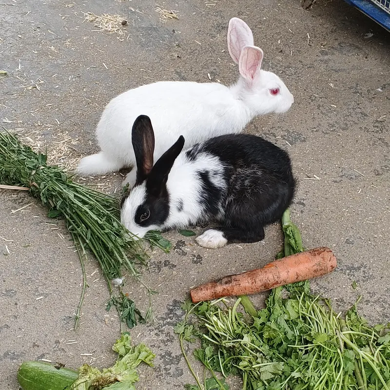 rabbit