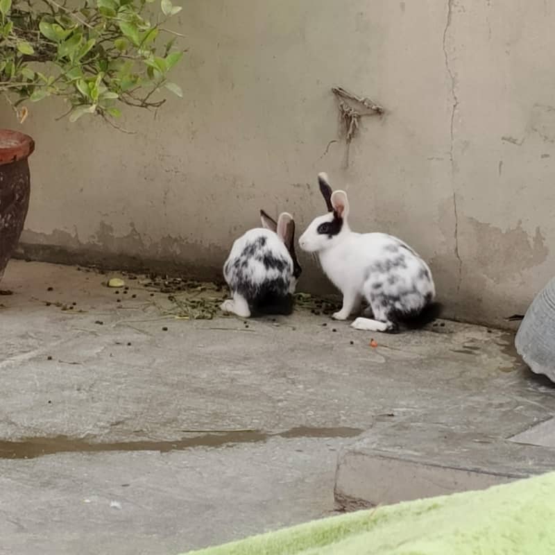 rabbit 1