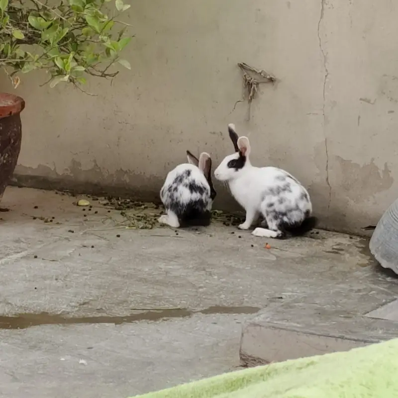 rabbit — photo 2