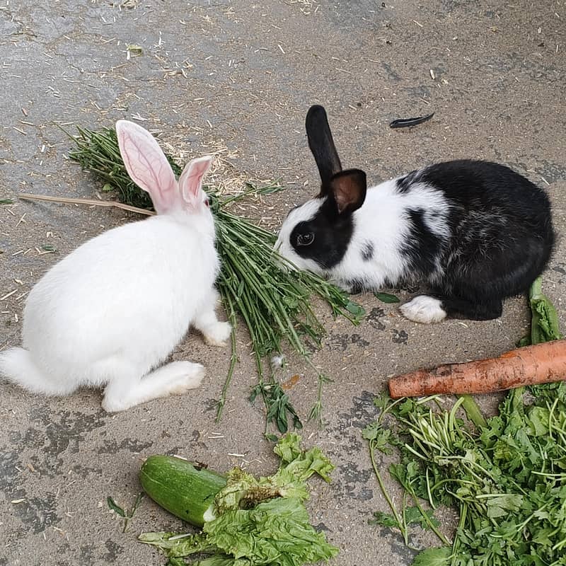 rabbit 2