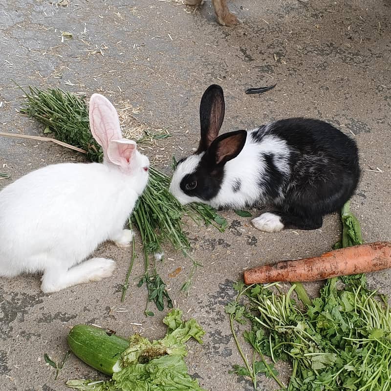 rabbit 3