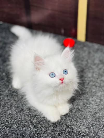 cash on delivery available Persian punch face cat kitten