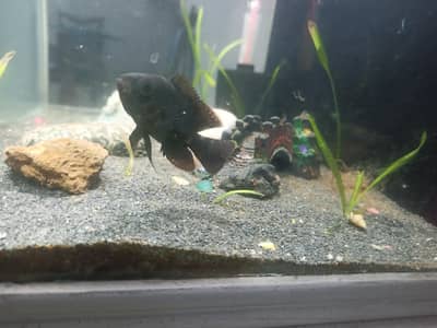 oscar fish