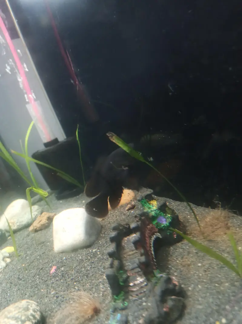 oscar fish — photo 2