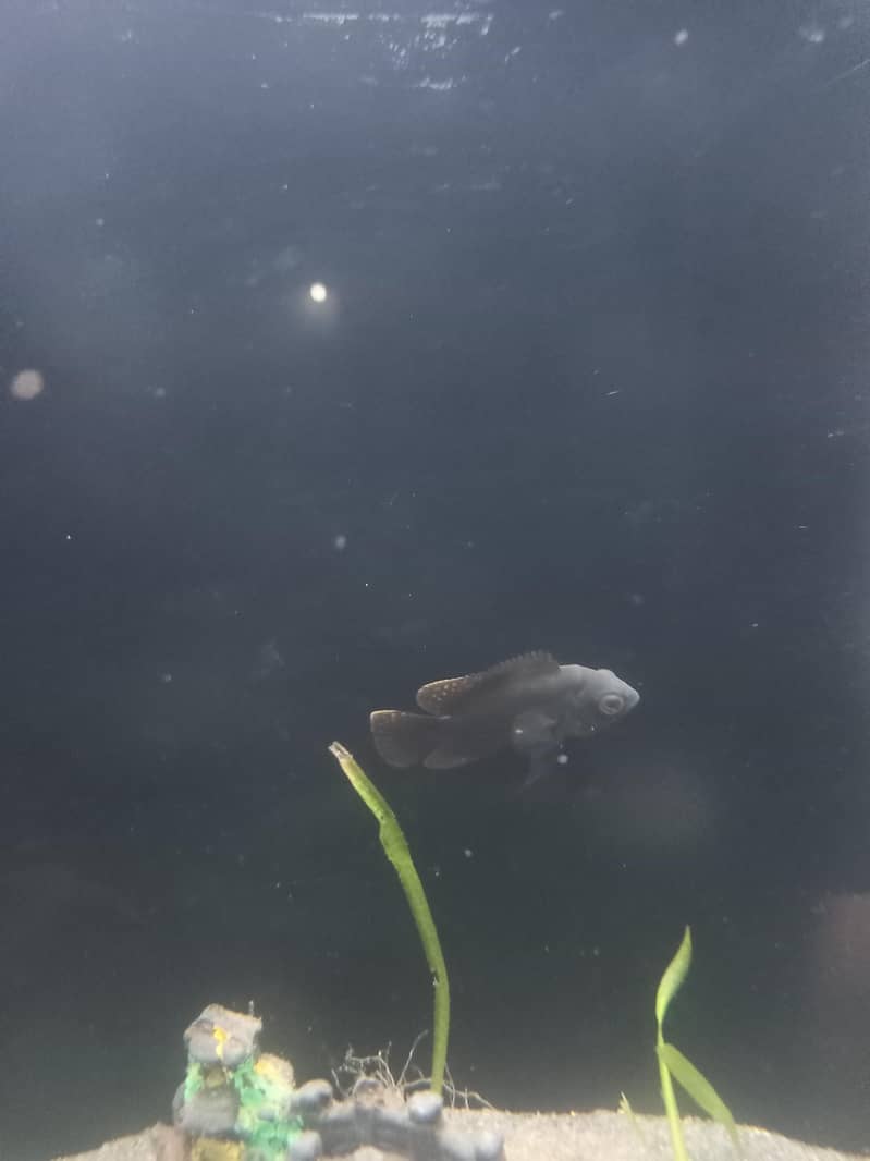 oscar fish 2