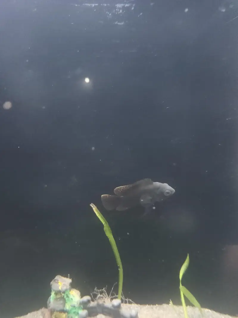 oscar fish — photo 3